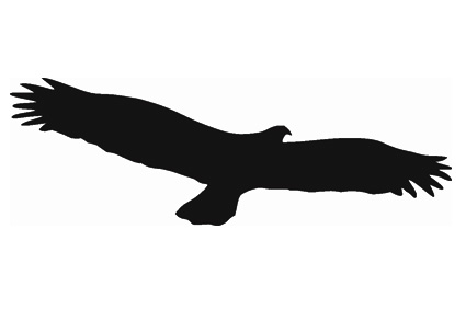 Vogel 15